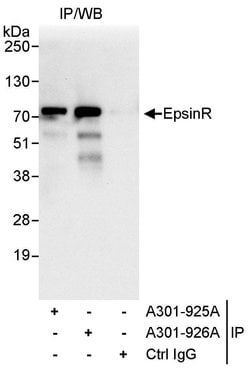 EpsinR Rabbit anti-Human, Polyclonal, Bethyl Laboratories 100 &mu;L; Unconjugated:Antibodies,