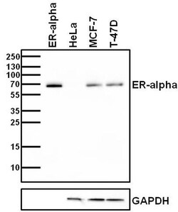 Invitrogen Estrogen Receptor alpha Monoclonal Antibody (EVG F9) 100 &mu;L;