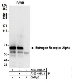 Estrogen Receptor Alpha Rabbit anti-Human, Polyclonal, Bethyl Laboratories