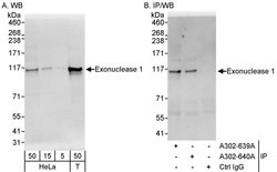 Exonuclease 1 Rabbit anti-Human, Polyclonal, Bethyl Laboratories 100 &mu;L;