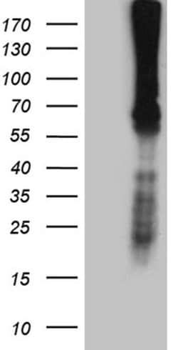 F10 Monoclonal Antibody (OTI1D12), TrueMAB , OriGene 100 &mu;L; Unconjugated:Antibodies,