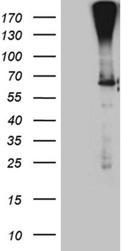 F10 Monoclonal Antibody (OTI3A9), TrueMAB , OriGene:Antibodies:Primary