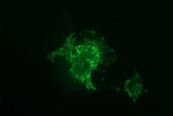 F11R Monoclonal Antibody (OTI3H3), TrueMAB , OriGene 100 μL; Unconjugated:Antibodies,