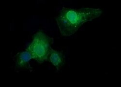 F11R Mouse anti-Human, Clone: OTI6E11, liquid, TrueMAB 100 &mu;L; Unconjugated:Antibodies,