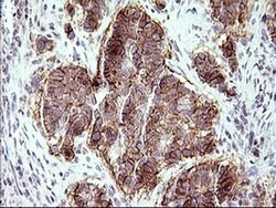 F11R Monoclonal Antibody (OTI3H3), TrueMAB , OriGene:Antibodies:Primary