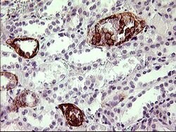 F11R Monoclonal Antibody (OTI3H3), TrueMAB , OriGene 100 μL; Unconjugated:Antibodies,