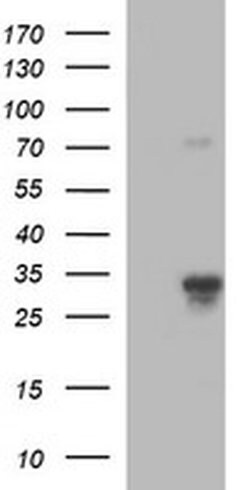 F11R Monoclonal Antibody (OTI3H3), TrueMAB , OriGene:Antibodies:Primary