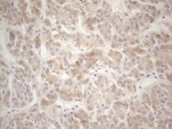 F12 Monoclonal Antibody (OTI1H5), TrueMAB , OriGene 100 &mu;L; Unconjugated:Antibodies,