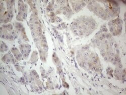 F12 Monoclonal Antibody (OTI1H5), TrueMAB , OriGene 100 &mu;L; Unconjugated:Antibodies,