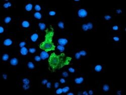 F13A1 Monoclonal Antibody (OTI1H2), TrueMAB , OriGene 100 &mu;L; Unconjugated:Antibodies,