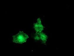 F13A1 Mouse anti-Human, Clone: OTI9E2, lyophilized, TrueMAB 100 &mu;g;