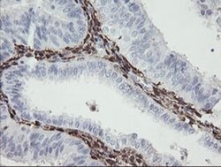F13A1 Monoclonal Antibody (OTI1H2), TrueMAB , OriGene 100 &mu;L; Unconjugated:Antibodies,