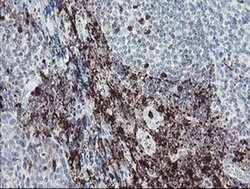 F13A1 Monoclonal Antibody (OTI3E3), TrueMAB , OriGene:Antibodies:Primary