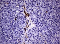 F13A1 Mouse anti-Human, Clone: OTI3F6, lyophilized, TrueMAB 100 &mu;g;