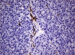 F13A1 Monoclonal Antibody (OTI3F6), TrueMAB , OriGene 100 &mu;L; Unconjugated:Antibodies,