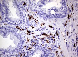 F13A1 Mouse anti-Human, Clone: OTI3F6, lyophilized, TrueMAB 100 &mu;g;