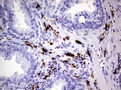 F13A1 Monoclonal Antibody (OTI3F6), TrueMAB , OriGene 100 &mu;L; Unconjugated:Antibodies,