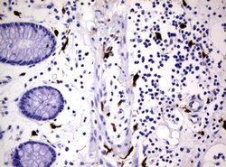 F13A1 Mouse anti-Human, Clone: OTI3F6, lyophilized, TrueMAB 100 &mu;g;