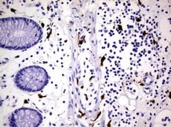 F13A1 Monoclonal Antibody (OTI3F6), TrueMAB , OriGene 100 &mu;L; Unconjugated:Antibodies,