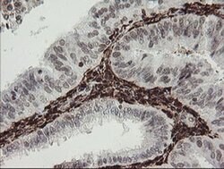 F13A1 Monoclonal Antibody (OTI6F5), TrueMAB , OriGene 100 &mu;L; Unconjugated:Antibodies,