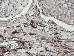 F13A1 Monoclonal Antibody (OTI6F5), TrueMAB , OriGene 100 &mu;L; Unconjugated:Antibodies,