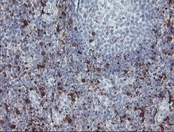 F13A1 Monoclonal Antibody (OTI3F1), TrueMAB , OriGene 100 &mu;L; Unconjugated:Antibodies,