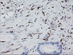 F13A1 Mouse anti-Human, Clone: OTI9E2, lyophilized, TrueMAB 100 &mu;g;