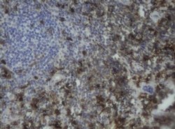 F13A1 Monoclonal Antibody (OTI3G12), TrueMAB , OriGene 100 &mu;L; Unconjugated:Antibodies,