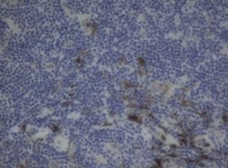 F13A1 Monoclonal Antibody (OTI3G12), TrueMAB , OriGene 100 &mu;L; Unconjugated:Antibodies,
