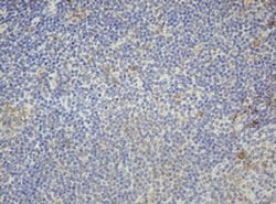 F13A1 Monoclonal Antibody (OTI3F8), TrueMAB , OriGene 100 &mu;L; Unconjugated:Antibodies,