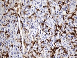 F13A1 Mouse anti-Human, Clone: UMAB243, liquid, UltraMAB 100 &mu;L; Unconjugated:Antibodies,