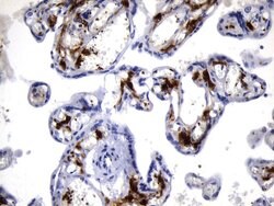 F13A1 Mouse anti-Human, Clone: UMAB243, liquid, UltraMAB 100 &mu;L; Unconjugated:Antibodies,