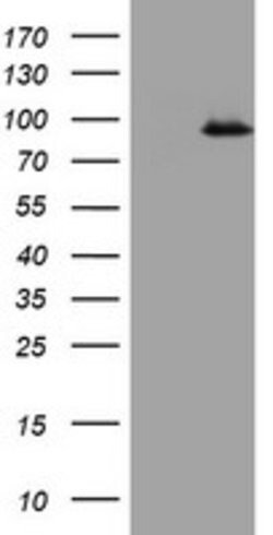 F13A1 Mouse anti-Human, Clone: OTI3F6, lyophilized, TrueMAB 100 &mu;g;
