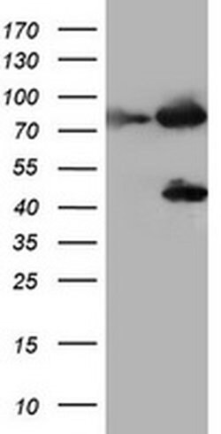 F13A1 Monoclonal Antibody (OTI9E8), TrueMAB , OriGene:Antibodies:Primary