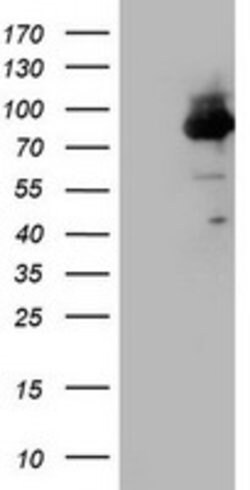F13A1 Mouse anti-Human, Clone: OTI8E2, lyophilized, TrueMAB 100 &mu;g;