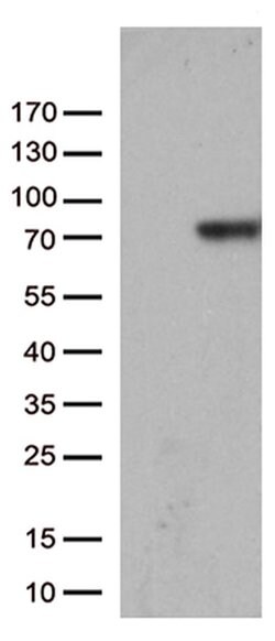 F2 Monoclonal Antibody (OTI5B11), TrueMAB , OriGene:Antibodies:Primary