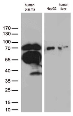 F2 Monoclonal Antibody (OTI5B11), TrueMAB , OriGene:Antibodies:Primary