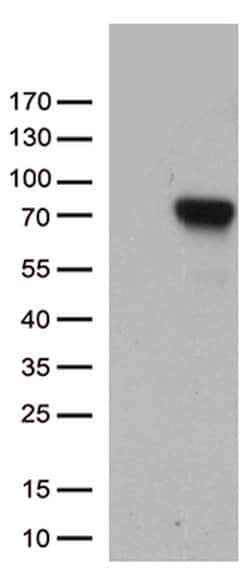 F2 Mouse anti-Human, Clone: OTI5G10, lyophilized, TrueMAB 100 &mu;g; Unconjugated:Antibodies,