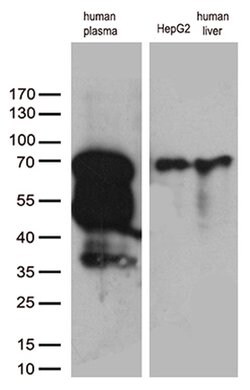 F2 Mouse anti-Human, Clone: OTI5G10, lyophilized, TrueMAB 100 &mu;g; Unconjugated:Antibodies,