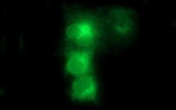 FA2H Monoclonal Antibody (OTI1B5), TrueMAB , OriGene 100 &mu;L; Unconjugated:Antibodies,