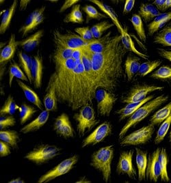 Invitrogen F(ab')2-Goat anti-Mouse IgG (H+L) Cross-Adsorbed Secondary Antibody,