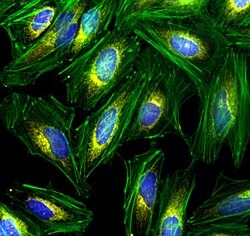 Invitrogen&trade;&nbsp;F(ab')2-Goat anti-Rabbit IgG (H+L) Cross-Adsorbed Secondary Antibody, Alexa Fluor&trade; Plus 555