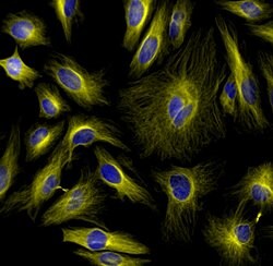 Invitrogen&trade;&nbsp;F(ab')2-Goat anti-Rabbit IgG (H+L) Cross-Adsorbed Secondary Antibody, Alexa Fluor&trade; Plus 555
