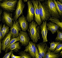 Invitrogen&trade;&nbsp;F(ab')2-Goat anti-Rabbit IgG (H+L) Cross-Adsorbed Secondary Antibody, Alexa Fluor&trade; Plus 555