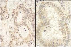 FAF1 Rabbit anti-Human, Polyclonal, Bethyl Laboratories 100 &mu;L; Unconjugated:Antibodies,