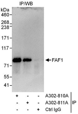 FAF1 Rabbit anti-Human, Polyclonal, Bethyl Laboratories 100 &mu;L; Unconjugated:Antibodies,