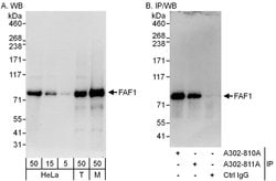 FAF1 Rabbit anti-Human, Mouse, Polyclonal, Bethyl Laboratories 100 &mu;L;