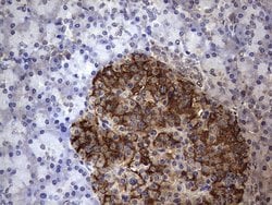 FAF1 Monoclonal Antibody (OTI11G10), TrueMAB , OriGene 100 &mu;L; Unconjugated:Antibodies,