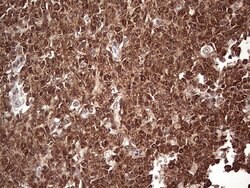 FAF1 Mouse anti-Human, Clone: OTI10G6, lyophilized, TrueMAB 100 &mu;g;