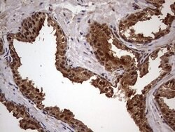 FAF1 Mouse anti-Human, Clone: OTI10D1, liquid, TrueMAB 100 &mu;L; Unconjugated:Antibodies,